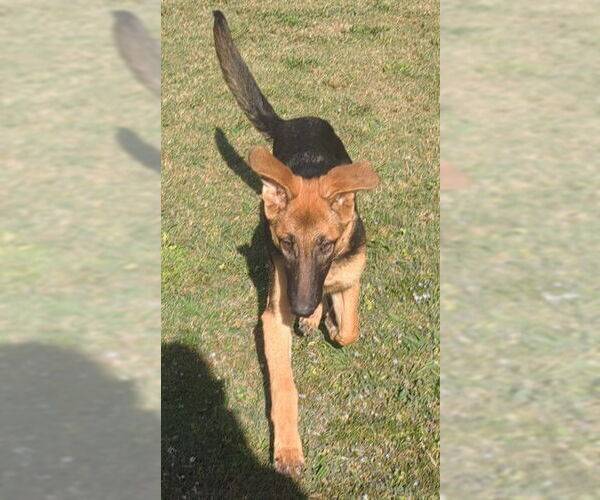 Medium Photo #1 German Shepherd Dog Puppy For Sale in Plano, TX, USA