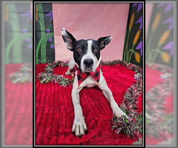 Medium Photo #1 Boston Terrier-Unknown Mix Puppy For Sale in Frisco, CO, USA