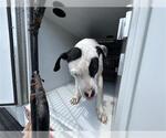 Small American Pit Bull Terrier
