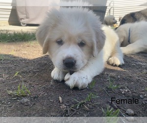 Akbash Dog-Great Pyrenees Mix Puppy for sale in MADISON, WI, USA