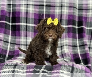 Cavapoo Puppy for sale in LAKELAND, FL, USA