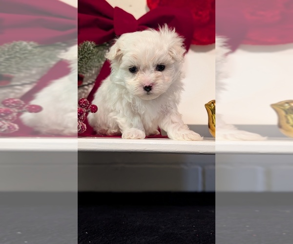 Medium Photo #11 Maltese Puppy For Sale in GOSHEN, IN, USA