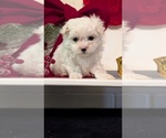 Small #10 Maltese