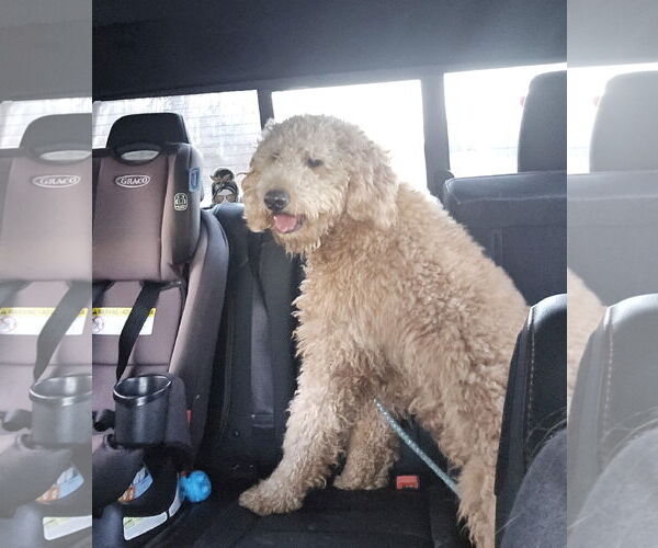 Medium Photo #2 Golden Retriever Puppy For Sale in Pottstown, PA, USA