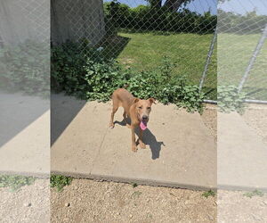 Doberman Pinscher-Unknown Mix Dogs for adoption in Maquoketa, IA, USA