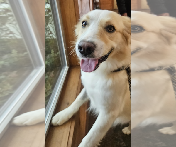 Medium Photo #2 Golden Retriever-Unknown Mix Puppy For Sale in Rockville, MD, USA