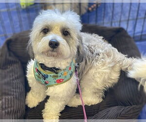 Petit Basset Griffon Vendeen-Shih Tzu Mix Dogs for adoption in Phoenix, AZ, USA