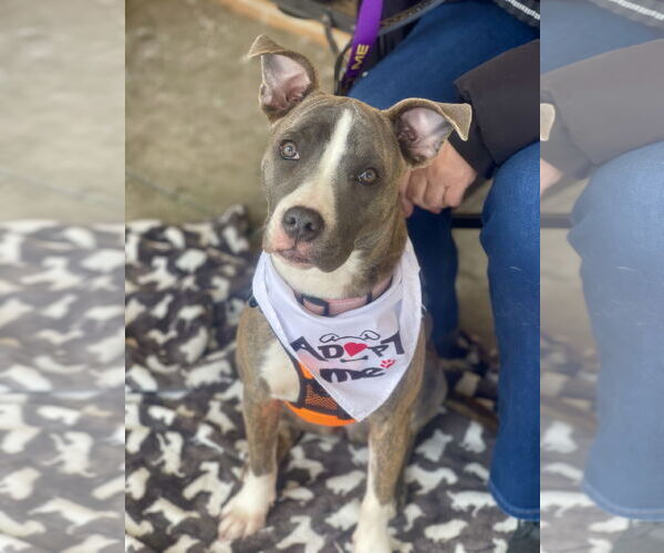 Medium Photo #3 Mutt Puppy For Sale in Mount Laurel, NJ, USA