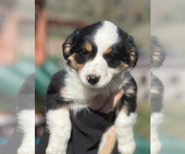 Medium Photo #1 Border Collie-Miniature Australian Shepherd Mix Puppy For Sale in MITCHELL, OR, USA