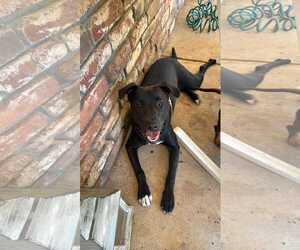 American Pit Bull Terrier-Unknown Mix Dogs for adoption in Yuba City, CA, USA