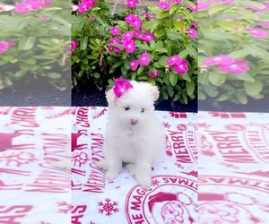 Pom-A-Poo Puppy for sale in HOUSTON, TX, USA