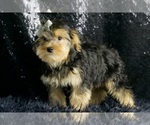 Small Photo #54 Morkie Puppy For Sale in WARSAW, IN, USA