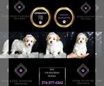 Small #8 Maltipoo