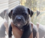 Small Photo #2 American Bully Puppy For Sale in MACON, GA, USA