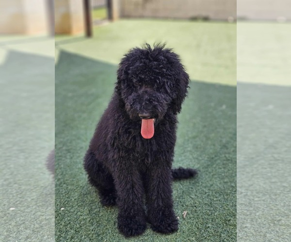 Medium Photo #3 Goldendoodle Puppy For Sale in McKinney, TX, USA