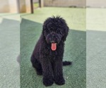 Small #2 Goldendoodle