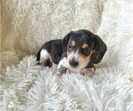 Small Photo #11 Dachshund Puppy For Sale in WEBSTER, FL, USA