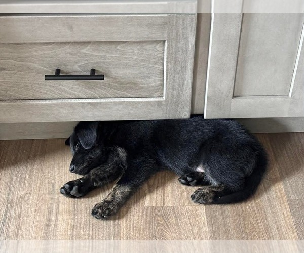 Medium Photo #2 Mutt Puppy For Sale in Germantown, OH, USA