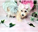 Small Photo #1 Yorkshire Terrier Puppy For Sale in HARKER HEIGHTS, TX, USA