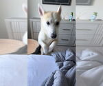 Small Siberian Husky Mix