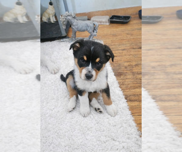 Medium Photo #11 Australian Shepherd Puppy For Sale in MABEL, MN, USA