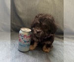 Small #7 Pyredoodle (Toy)
