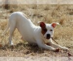 Small #11 American Bulldog-Staffordshire Bull Terrier Mix