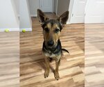 Small #3 Mutt