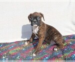 Small Photo #3 Boxer Puppy For Sale in BLOOMINGTON, IN, USA