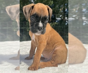 Boxer Puppy for sale in PAWNEE CITY, NE, USA