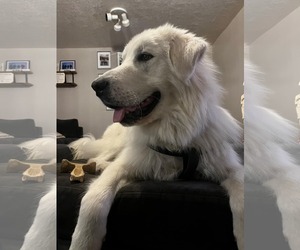 Great Pyrenees Dogs for adoption in Bountiful, UT, USA