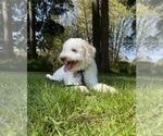 Small Lagotto Romagnolo