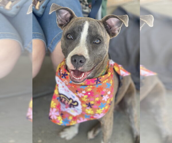 Medium Photo #6 Mutt Puppy For Sale in Mount Laurel, NJ, USA