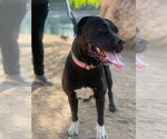 Small #5 Labrador Retriever Mix