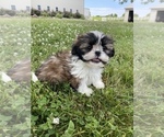 Small Photo #5 Shih Tzu Puppy For Sale in CANOGA, NY, USA