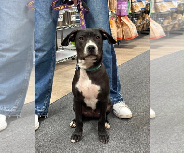 Medium Photo #4 Boxador Puppy For Sale in Sheboygan, WI, USA