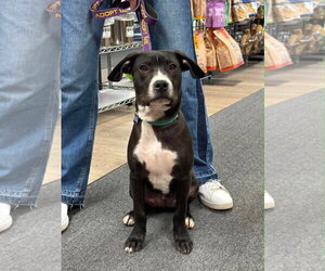 Johnny - Male Boxador Dog for Adoption - Photo #4