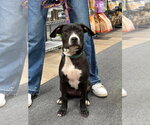 Small #3 Boxador