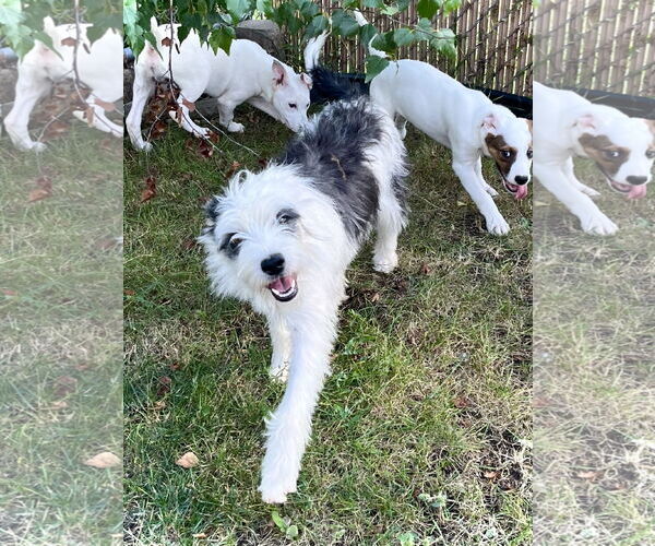 Medium Photo #5 Mutt Puppy For Sale in Estherville, IA, USA