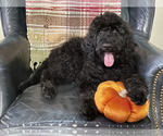 Puppy Male Puppy 2 Poodle (Standard)