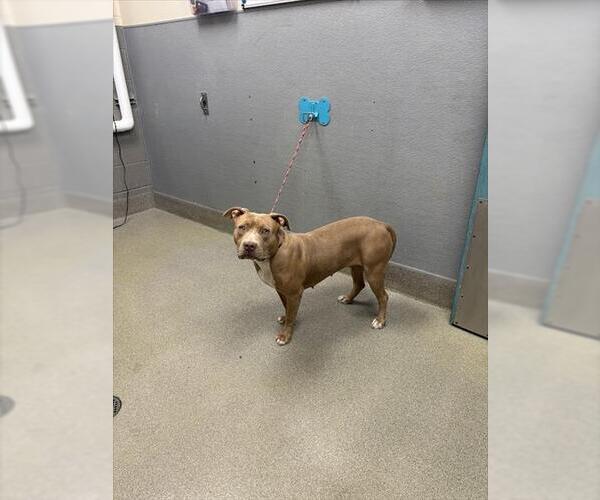 Medium Photo #1 American Pit Bull Terrier-Unknown Mix Puppy For Sale in Las Vegas, NV, USA