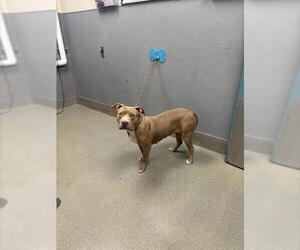 American Pit Bull Terrier-Unknown Mix Dogs for adoption in Las Vegas, NV, USA