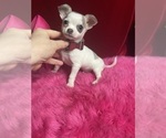 Small #1 Chihuahua