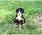 Image preview for Ad Listing. Nickname: Star