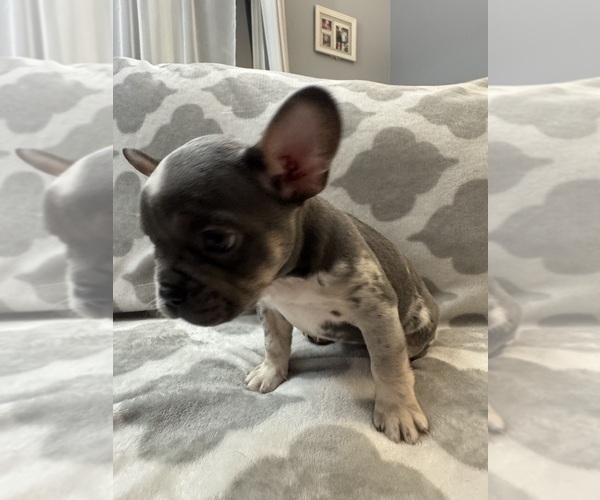 Medium Photo #25 French Bulldog Puppy For Sale in MIDDLEBURY, IN, USA