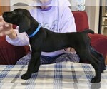 Small Photo #22 German Shorthaired Pointer Puppy For Sale in MCKINNEY, TX, USA