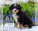 Image preview for Ad Listing. Nickname: Buttercup