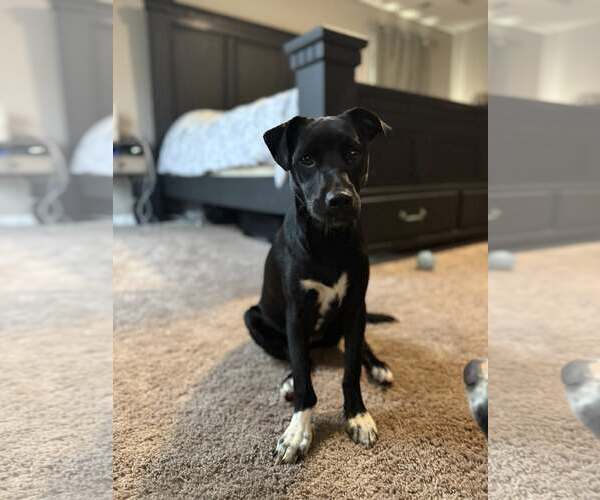 Medium Photo #9 Mutt Puppy For Sale in Greenville, SC, USA