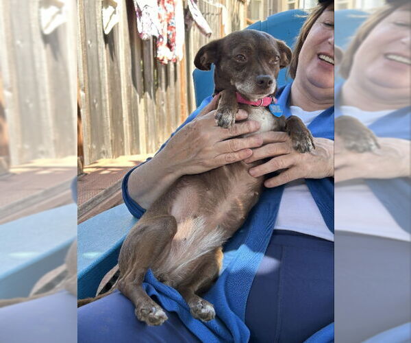 Medium Photo #4 Chihuahua-Unknown Mix Puppy For Sale in San Francisco, CA, USA