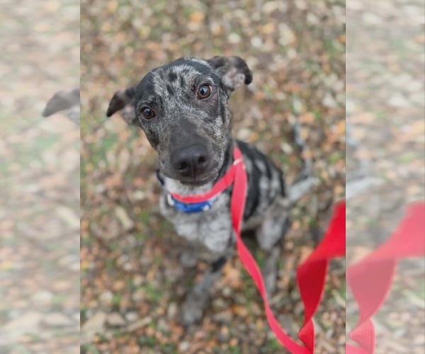 Medium Photo #2 Catahoula Leopard Dog-Unknown Mix Puppy For Sale in Woodbury, NY, USA